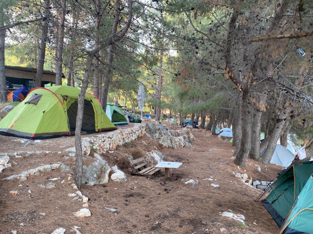 ホテル Pine Side Camp ヒマラ エクステリア 写真