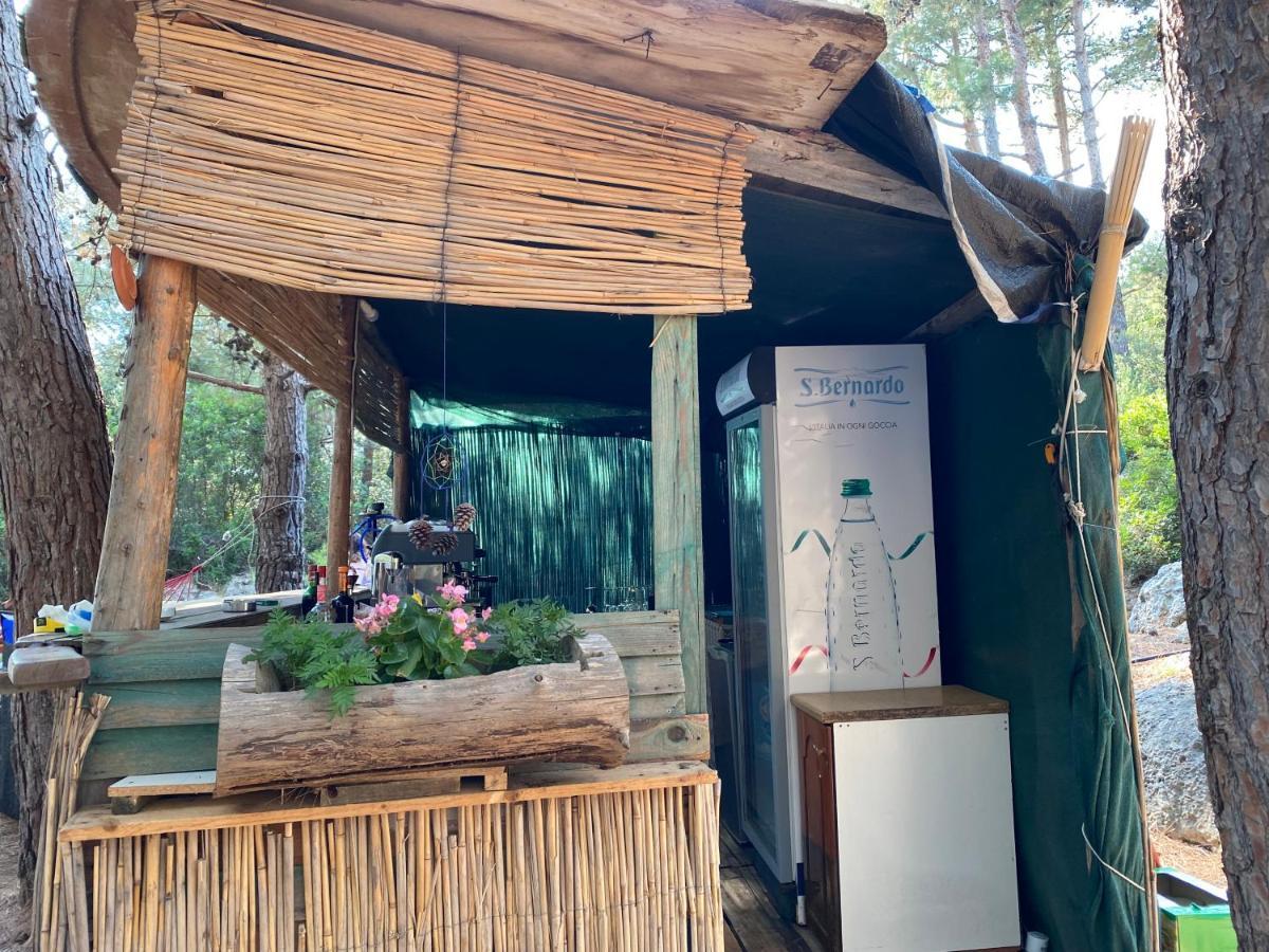 ホテル Pine Side Camp ヒマラ エクステリア 写真