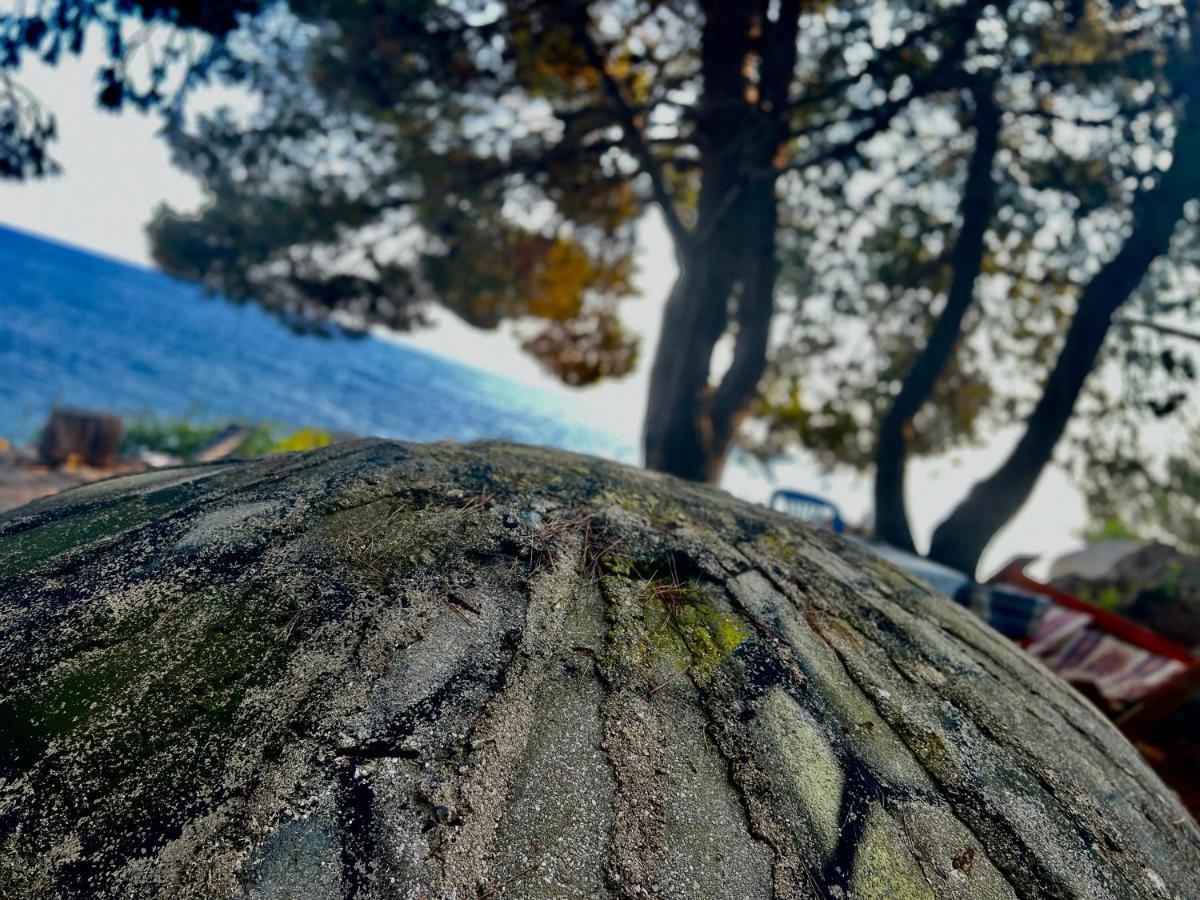 ホテル Pine Side Camp ヒマラ エクステリア 写真